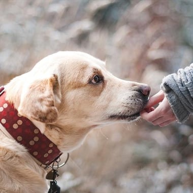 Energetisch contact met dieren 