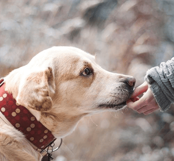 Energetisch contact met dieren 