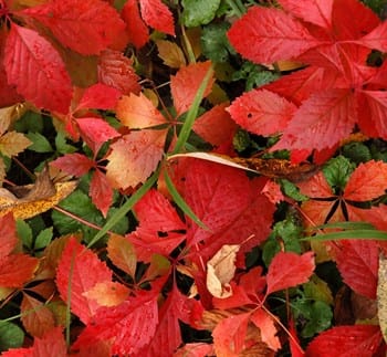 Herfstbladeren
